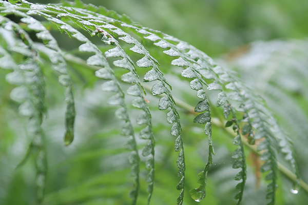 Bracken Closeup