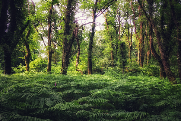 Bracken